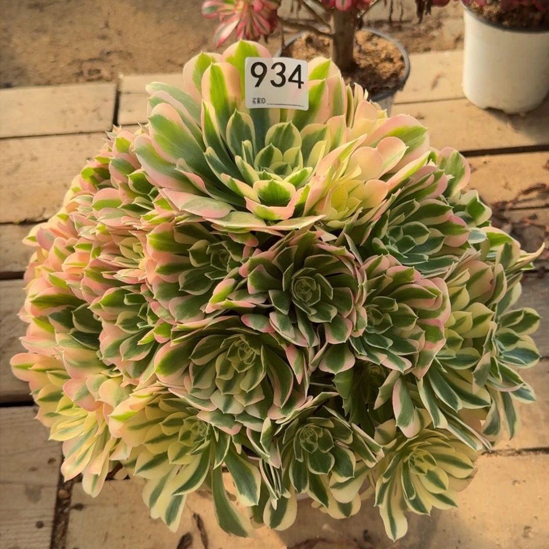 【闪购商品】934多肉