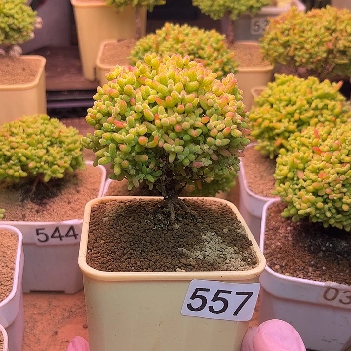 无花朵557蜜桔糖球