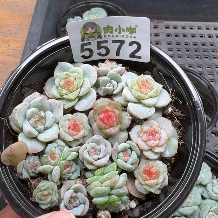 多肉植物多肉植物