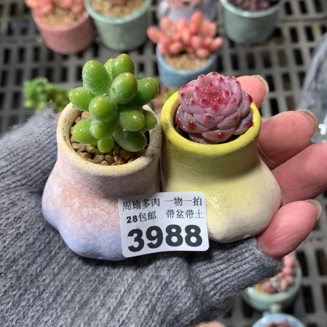 5厘米盆精控多肉3988