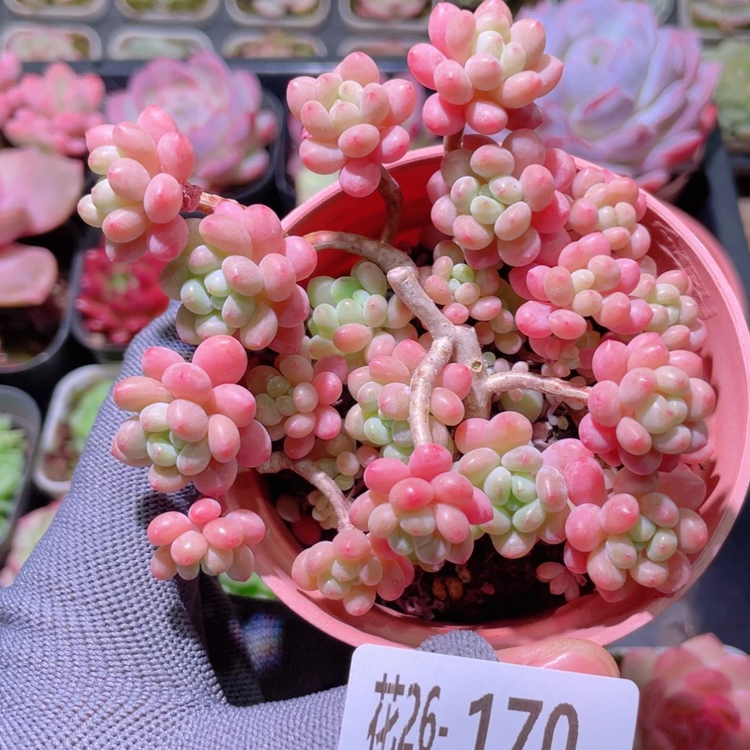 花利美26-170洛可可