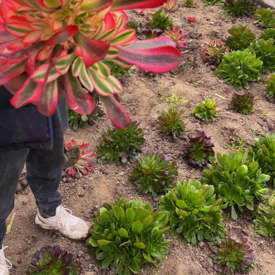 美杜莎多肉植物捧花