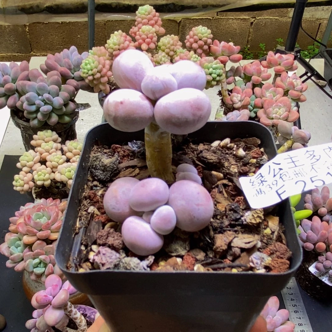 251橙奶3cm多肉植物
