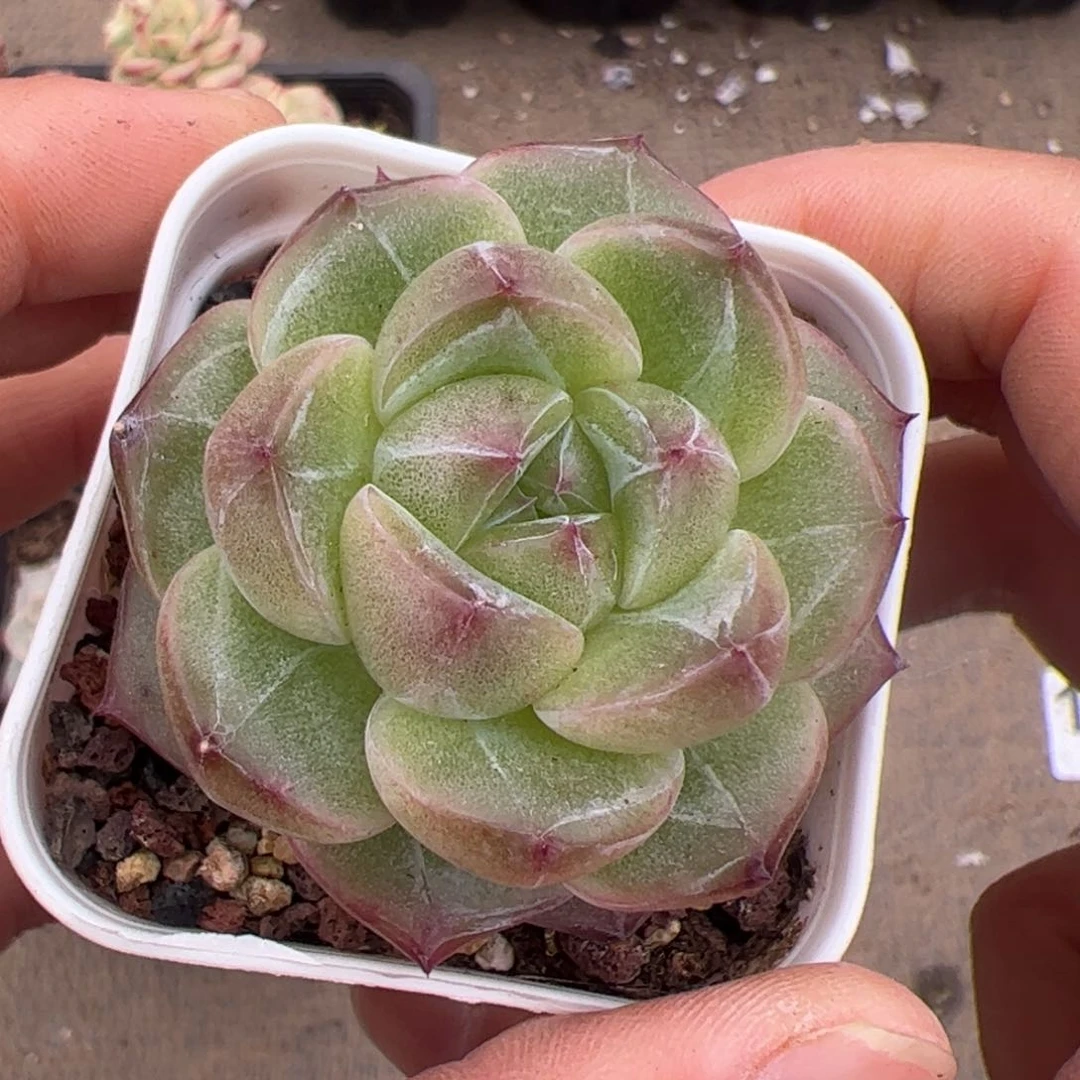 往**风740 多肉植物组合盆栽