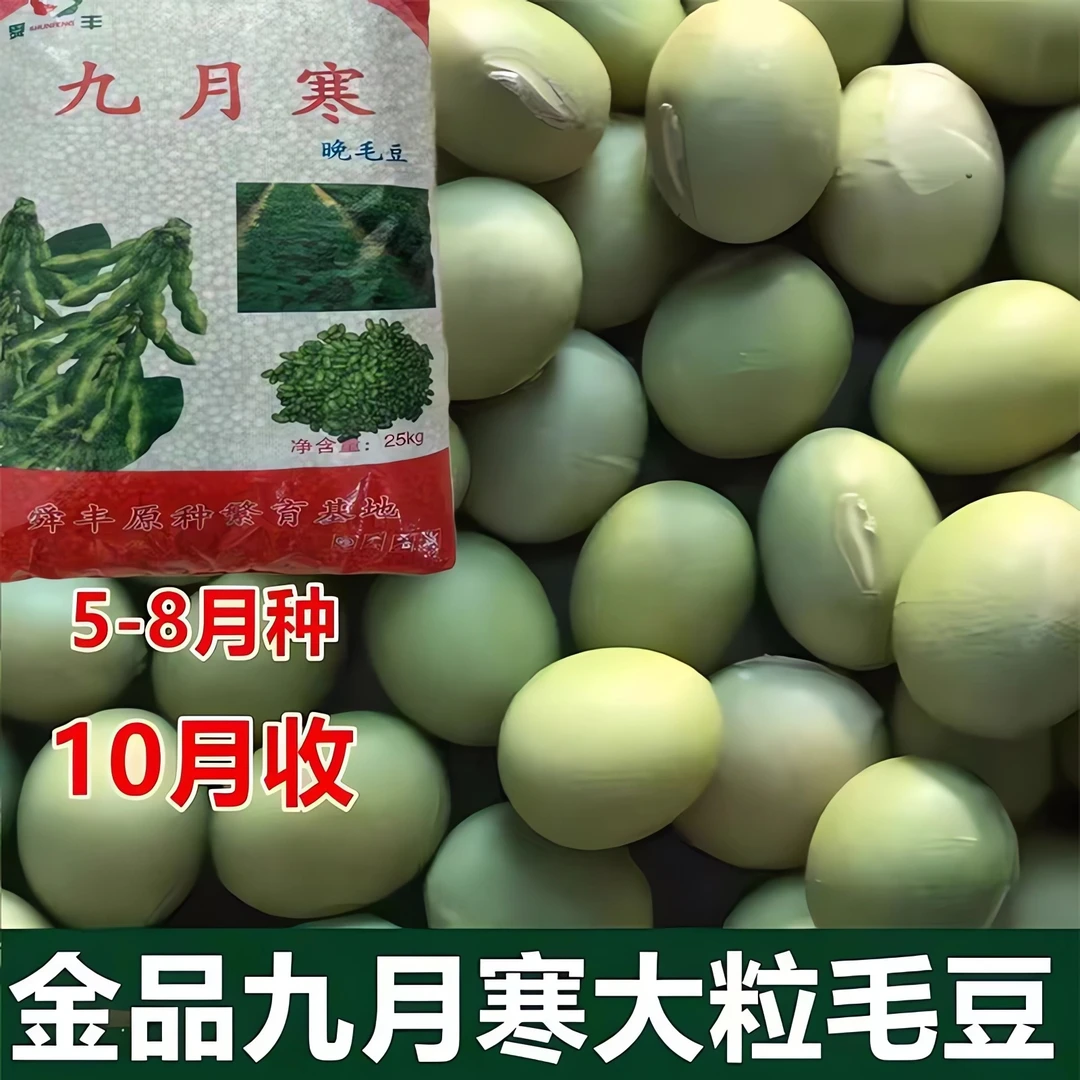 大粒九月鲜又名九月寒晚熟毛豆种子高产鲜食重阳豆菜用毛豆蔬菜种