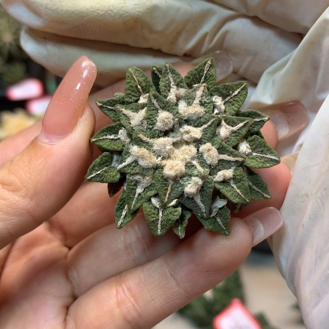 41号 出根芽黑牡丹4.2公分