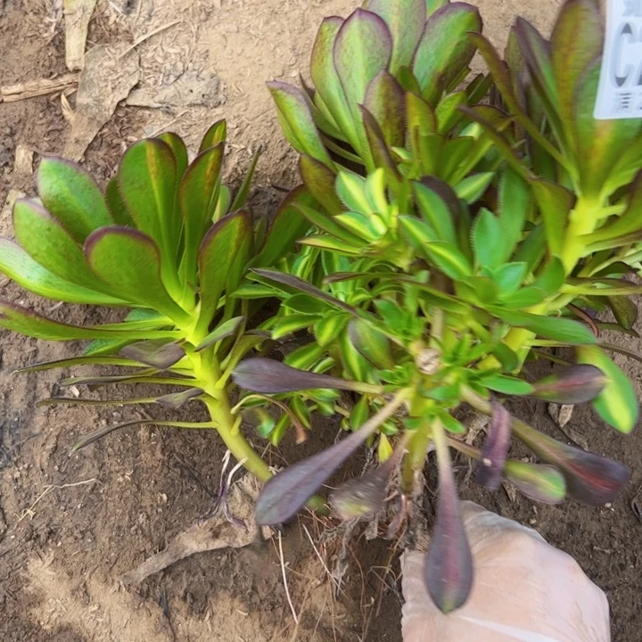 2510爱马仕中斑多肉砍头