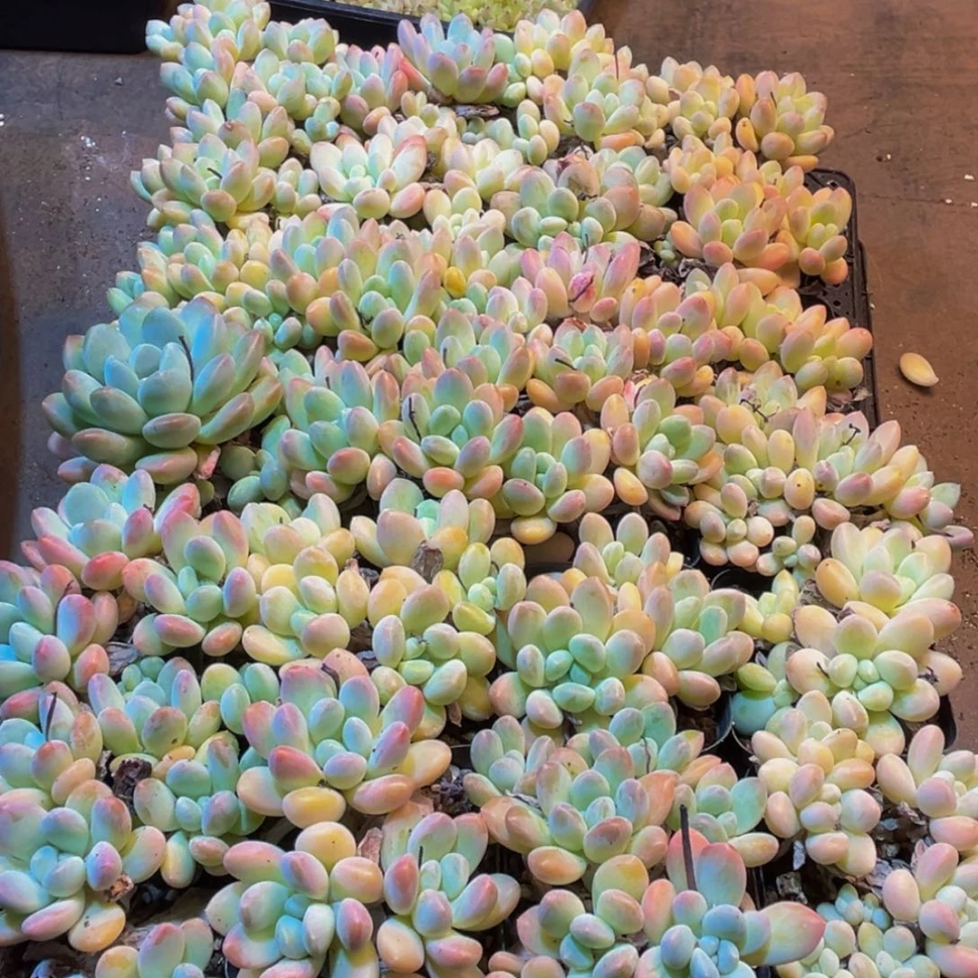 620多肉植物的生长