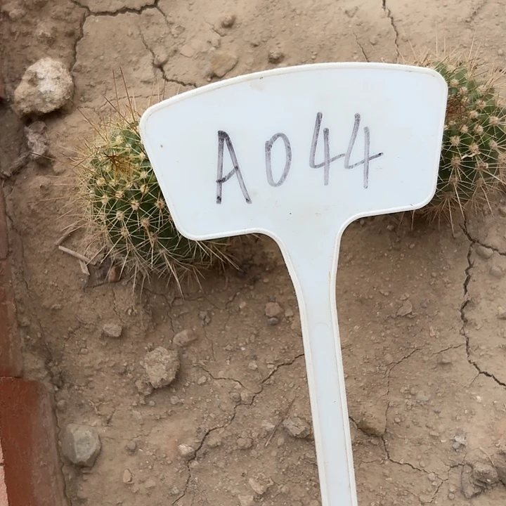 蹦****蹬A044,粉桃两颗瑕疵歪头