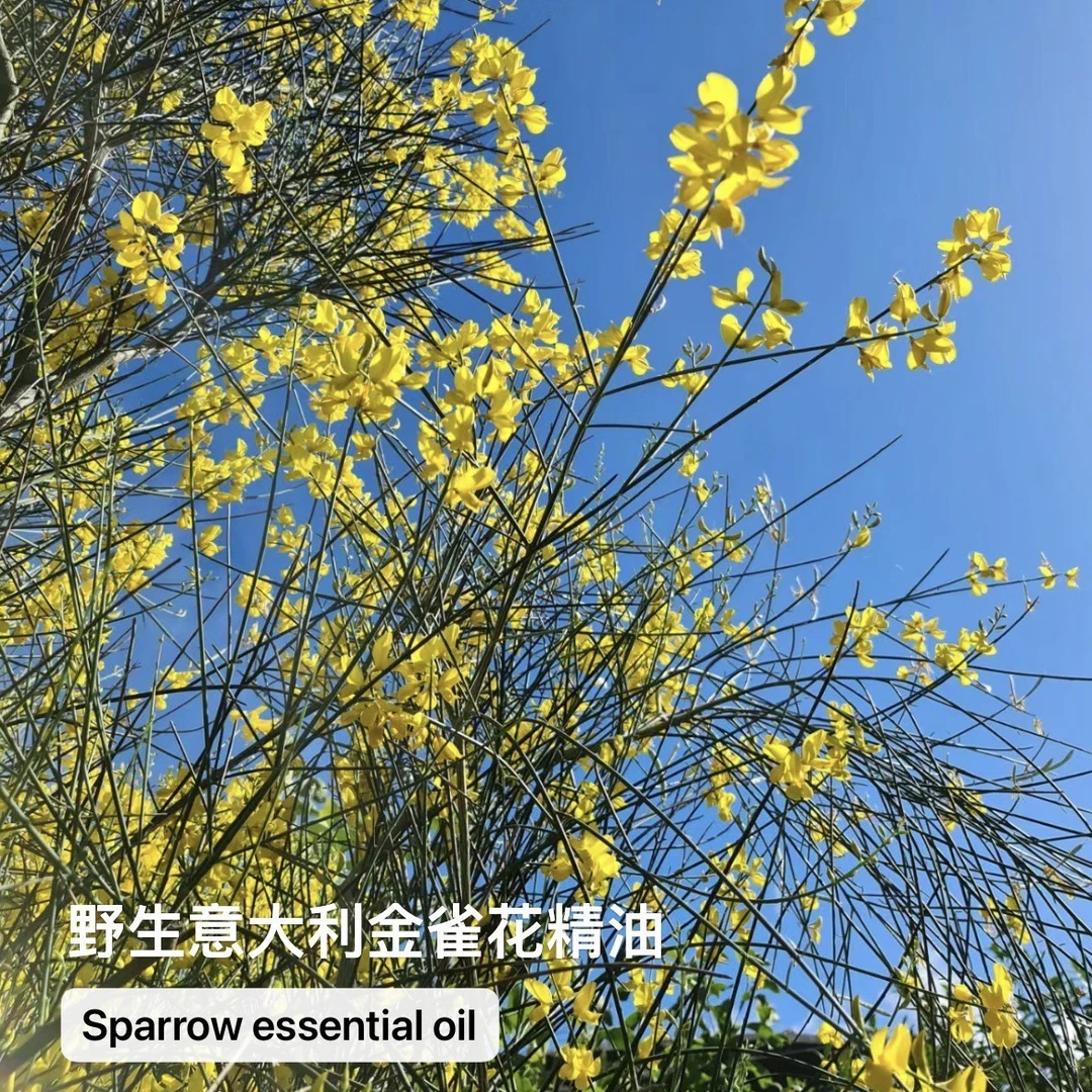 野生-意大利金雀花精油（