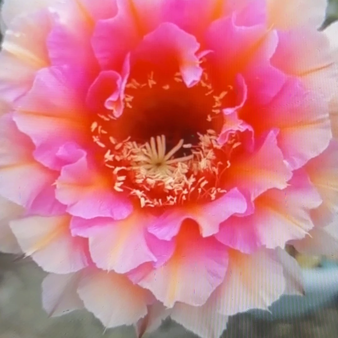 006彩瑕疵侧牙20包邮仙人球34