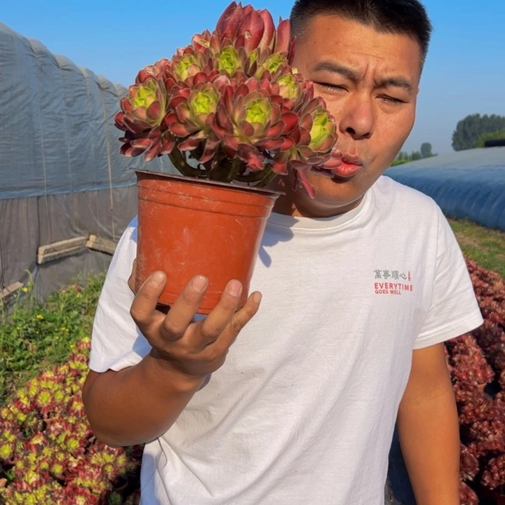 9.99韶华一棵包邮