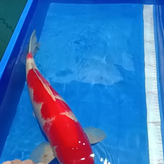 T***里海水鱼漂亮的锦鲤精品