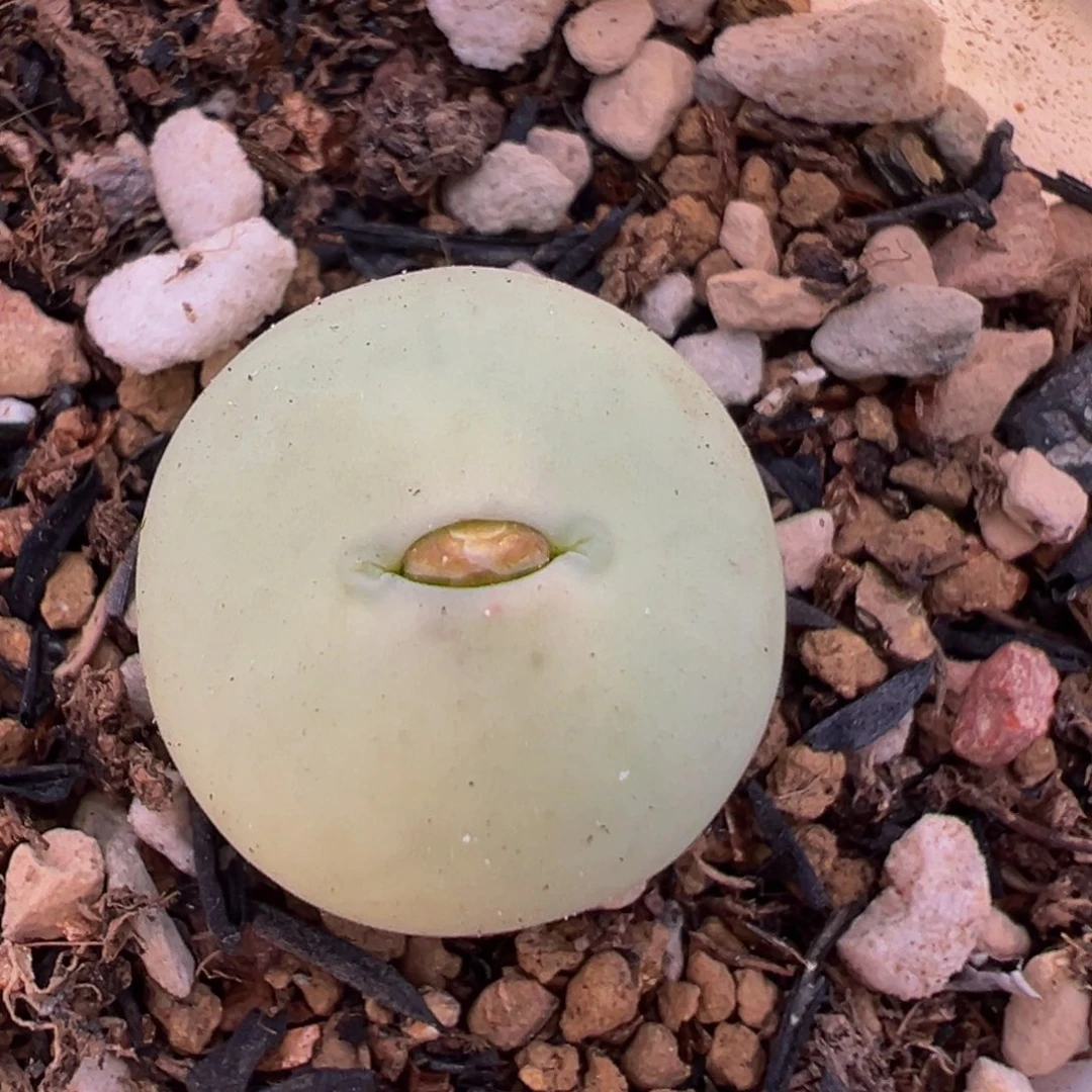 28多肉植物百科鸽子蛋