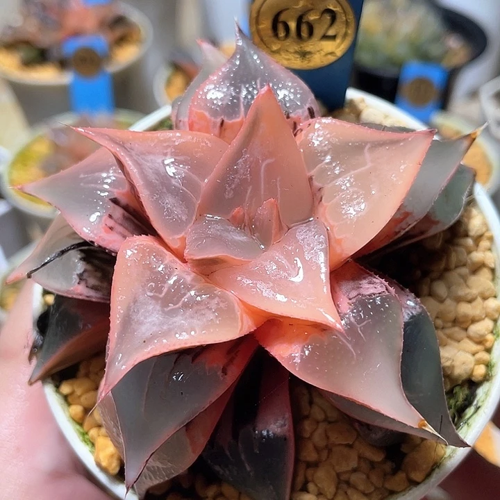 662糊斑酒吞锦母本福利