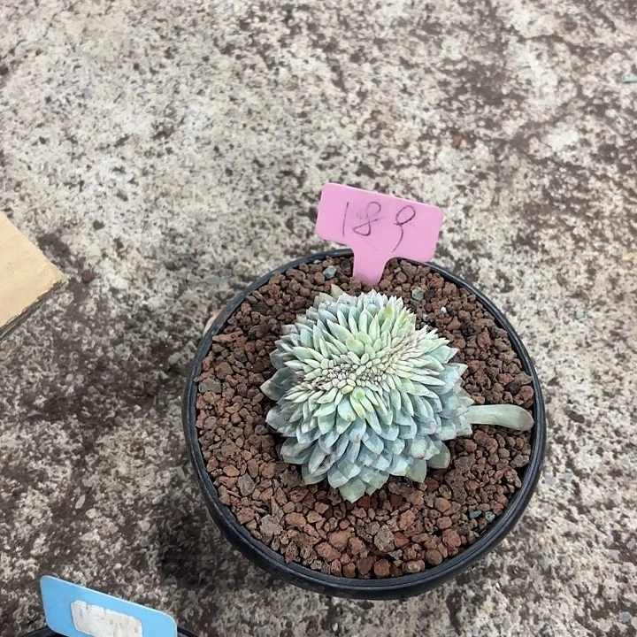 ****ぃ星颖缀化多头群山189