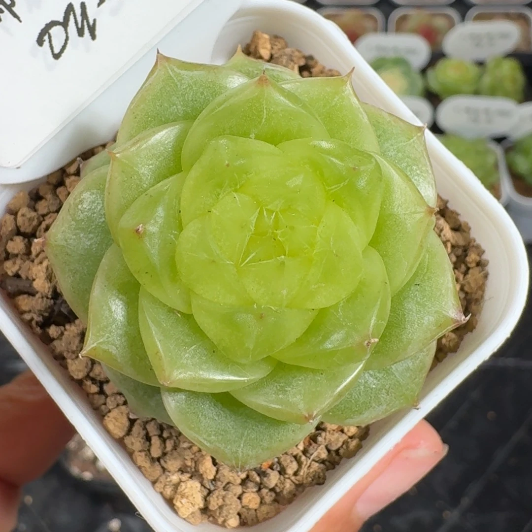 0923-100-星芒单头