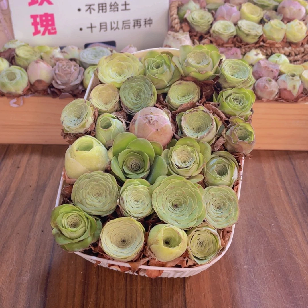 保底25颗以上量拍➕大花篮88888