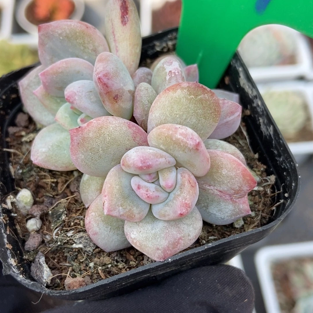 819星影石化多肉植物保护