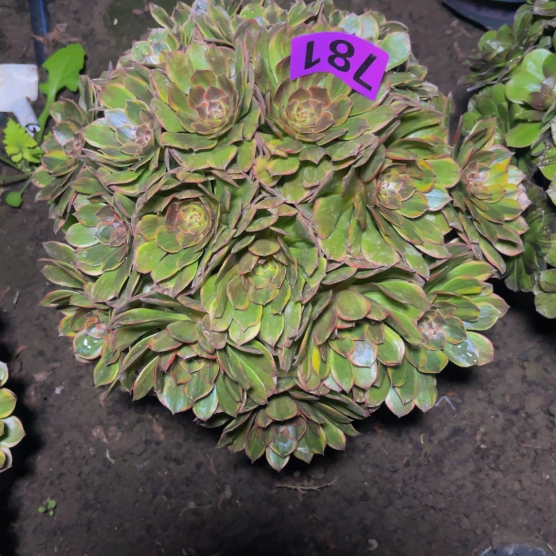 半夏法师26/////50包邮