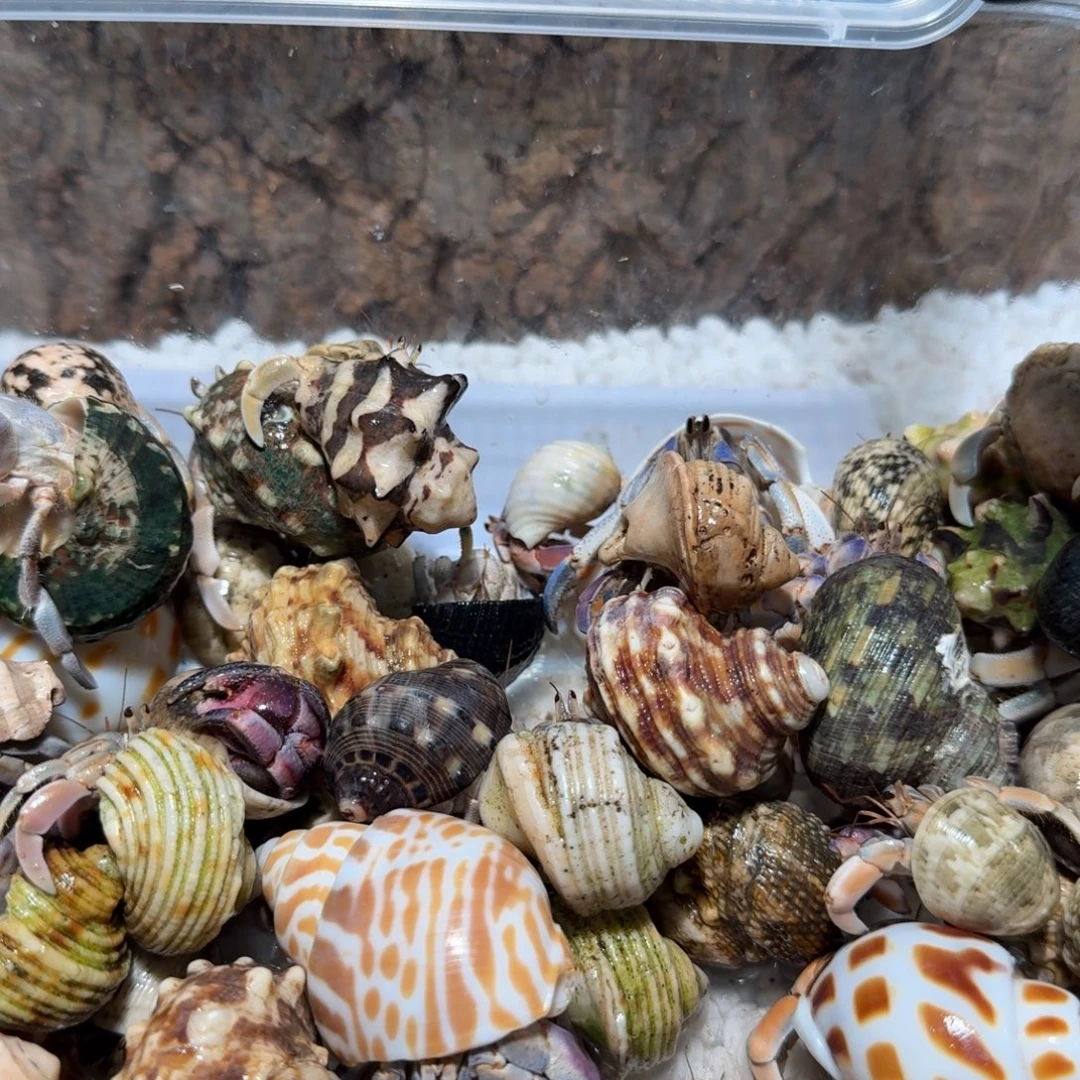 管***酒管管4克豆子紫陆专