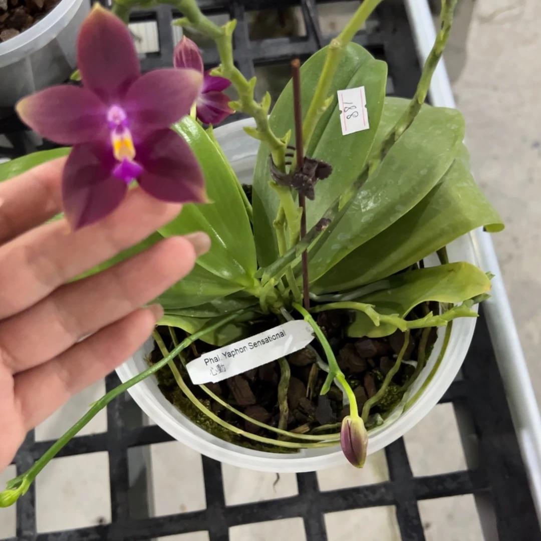 完全开放5寸杯心动