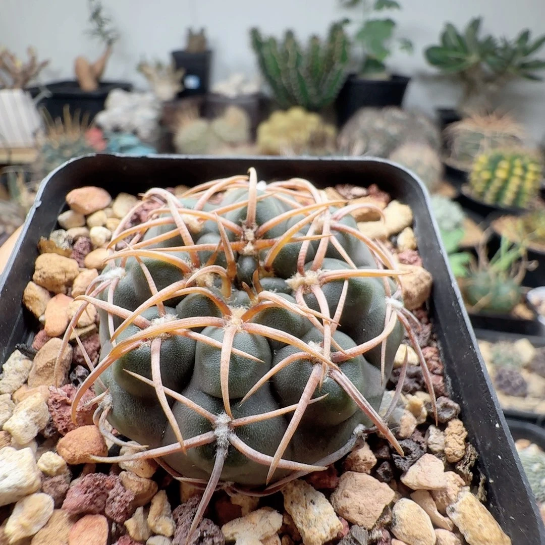 实生天平丸脱土发货