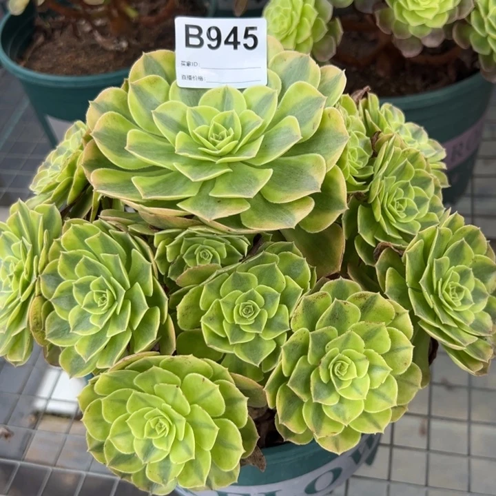 945雨荷20厘米左右