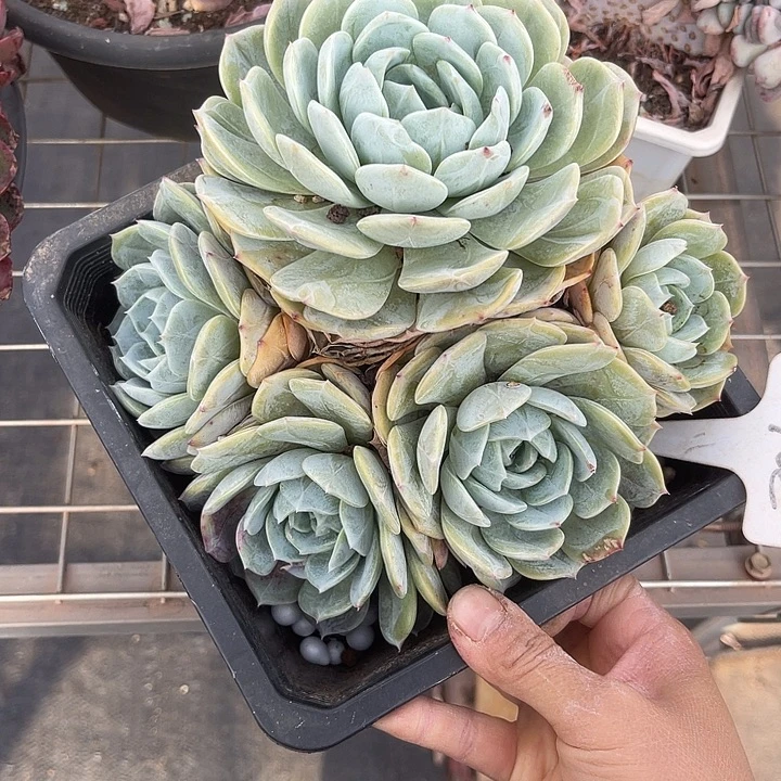 两单包邮，一物一拍62劳林
