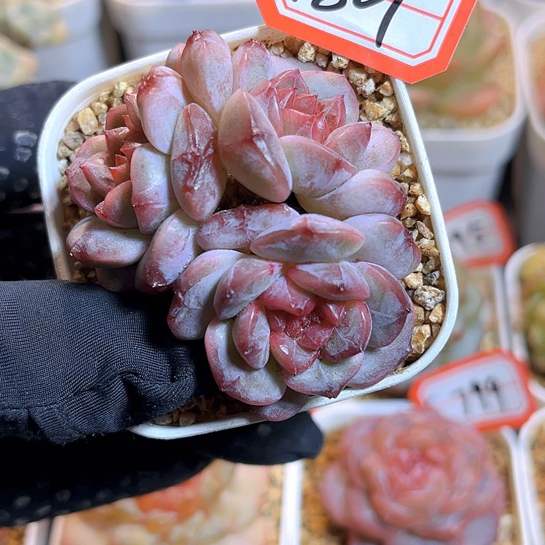 G801  珍妮上新18包邮