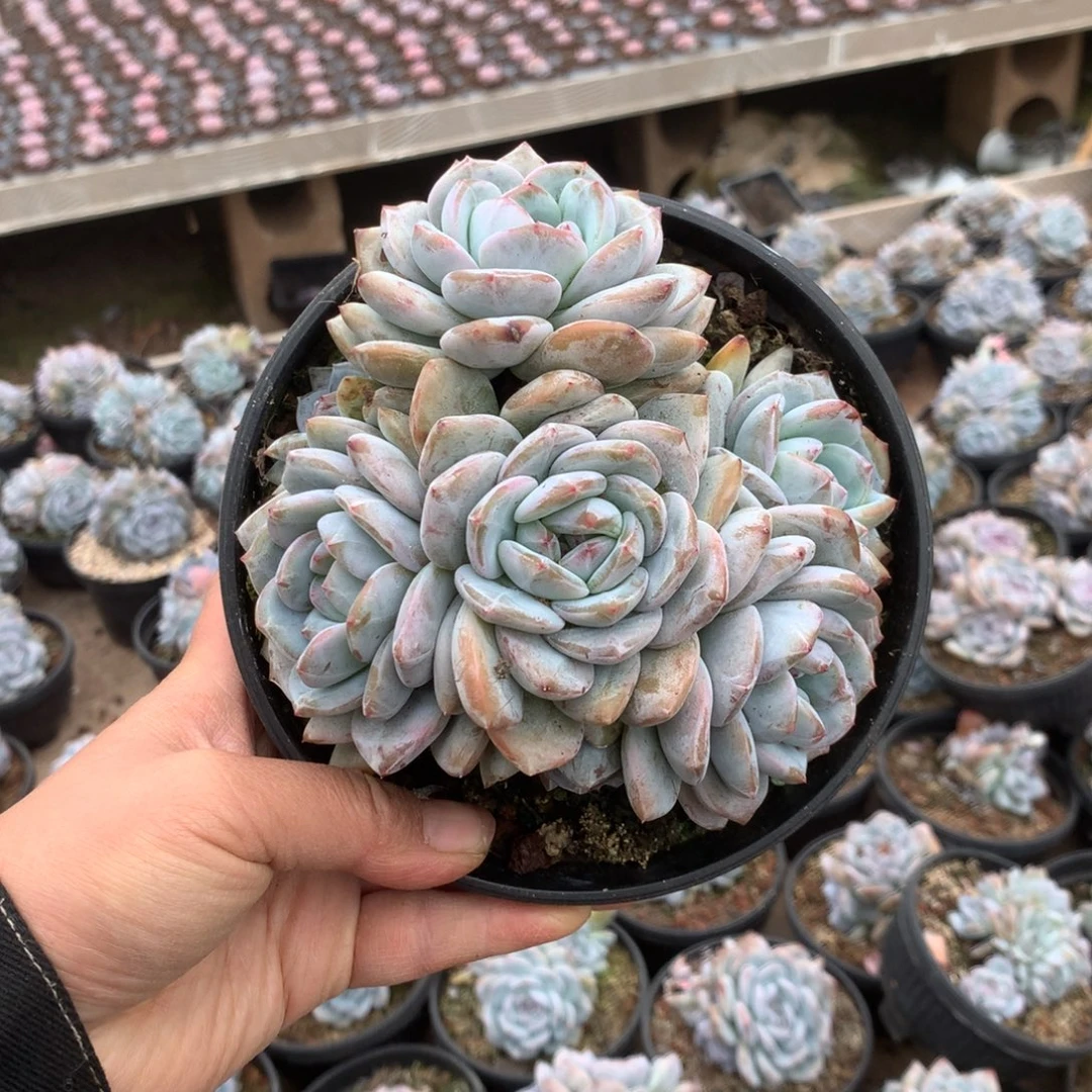 无花朵无砍哈哈哈哈哈哈哈哈12