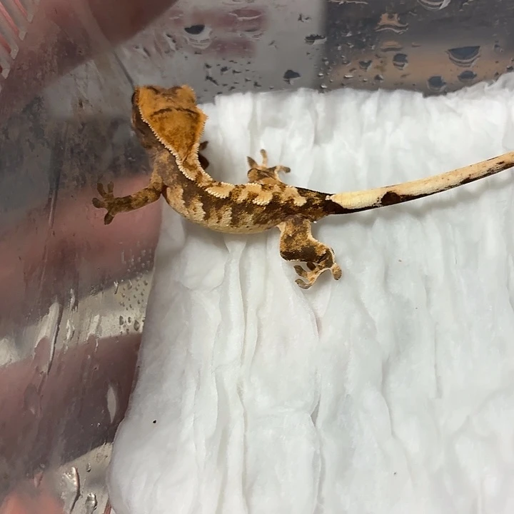 睫角守宫睫角守宫可爱入门