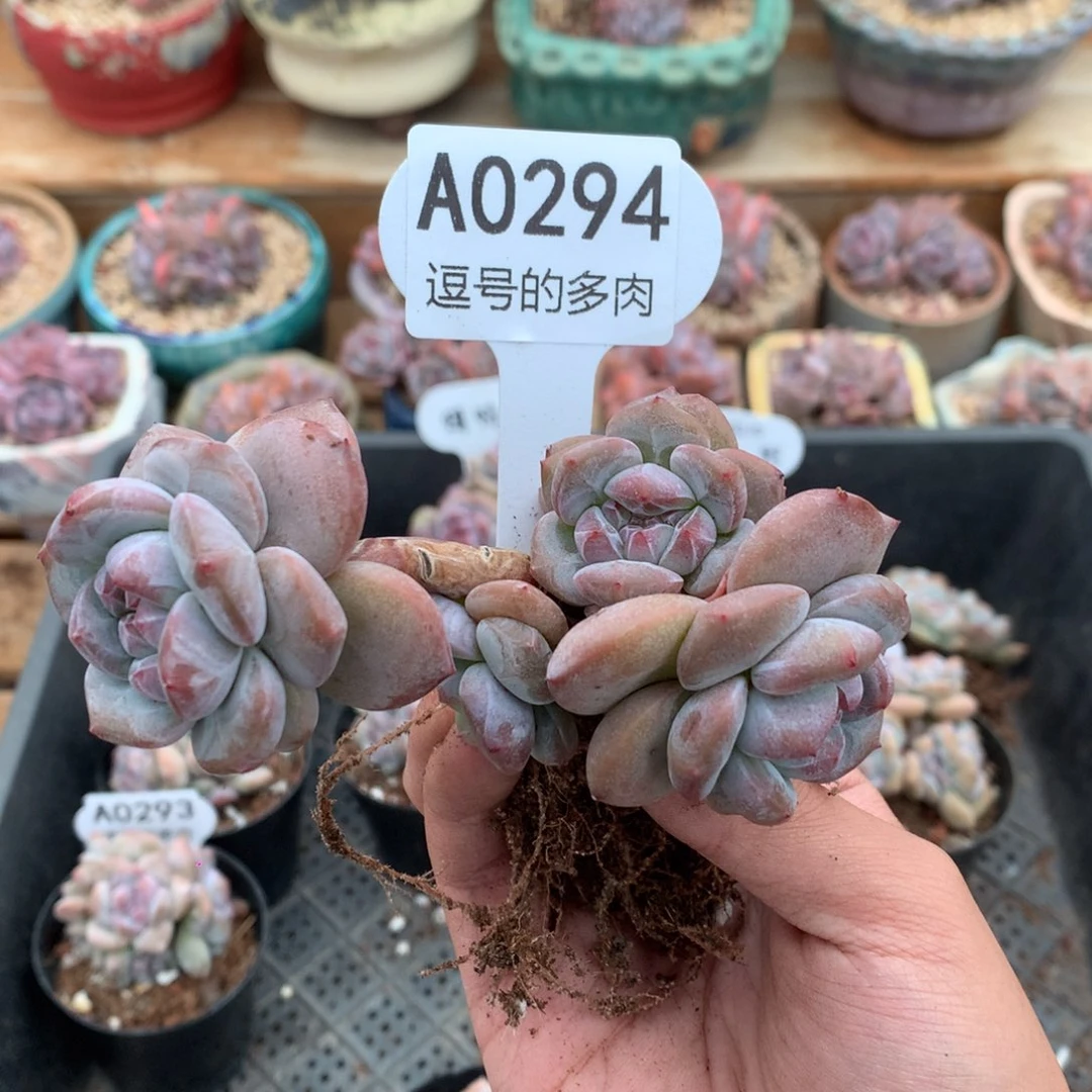 A0294 突尼斯小树 有砍 9cm