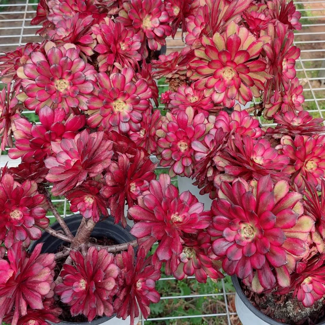 180摘心美姬多肉法师量拍