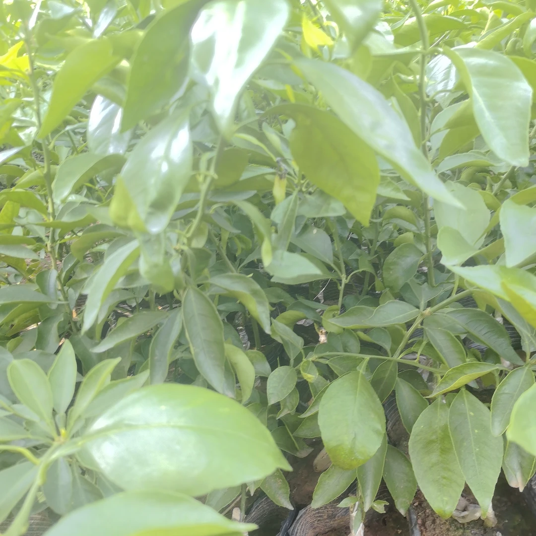 一物一拍绿植地栽盘栽阳台