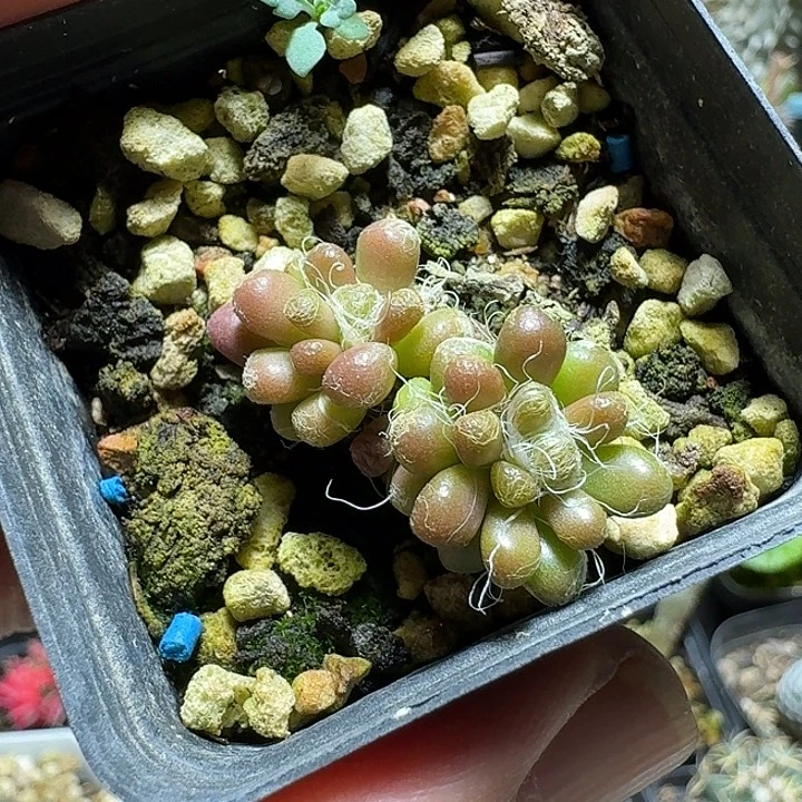 889红花茶笠脱土发货一个随机