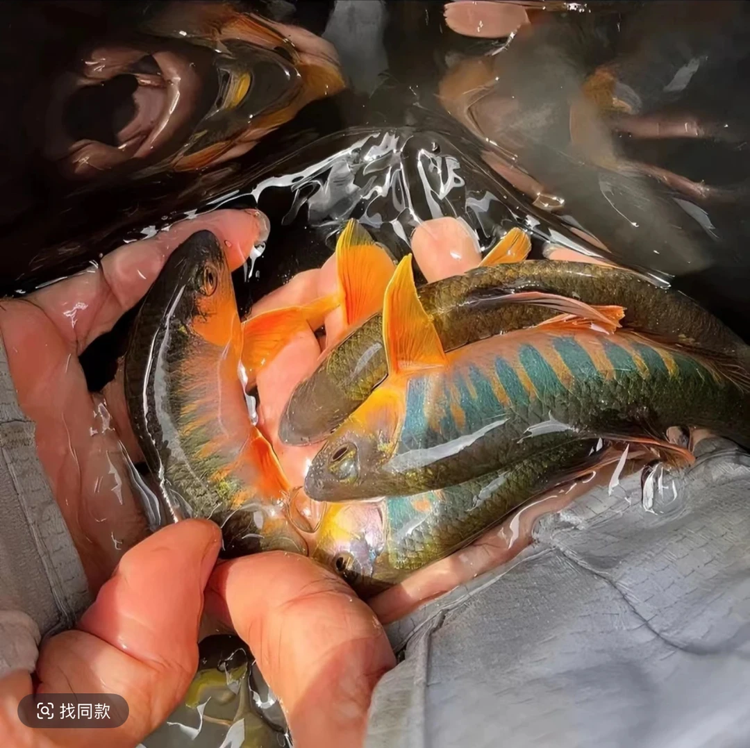 红身迷你躐长鳍鱲冷水鱼马口宽鳍鱲桃花鱼缸青鳉鱼粮亚甲基蓝孔雀