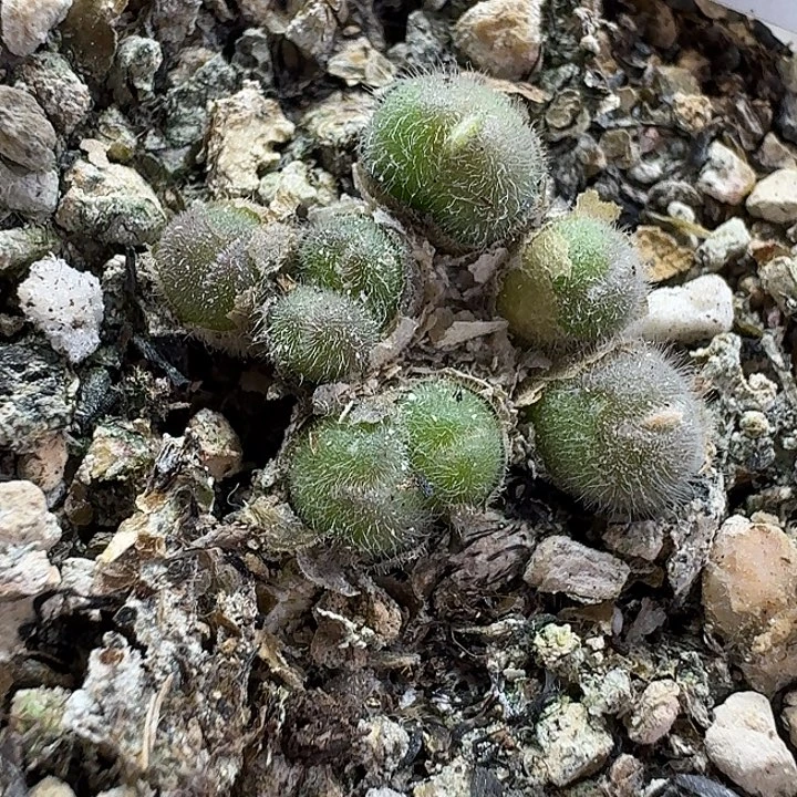 老马生石花毛球3006