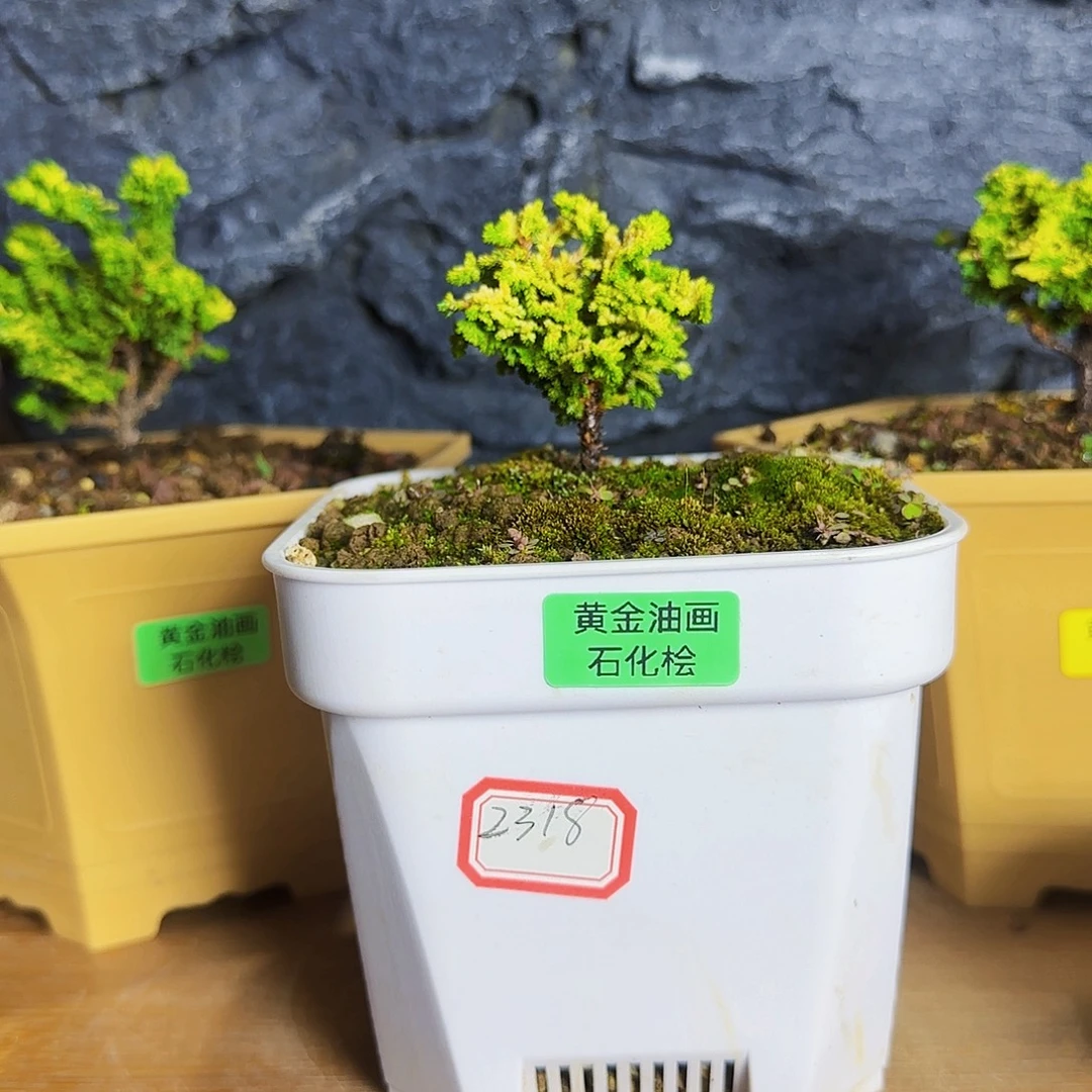 *****无花朵11111111111