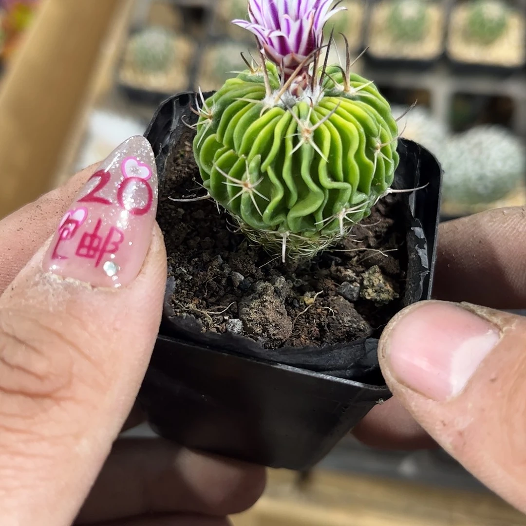 辛巴克单头发货有根发货