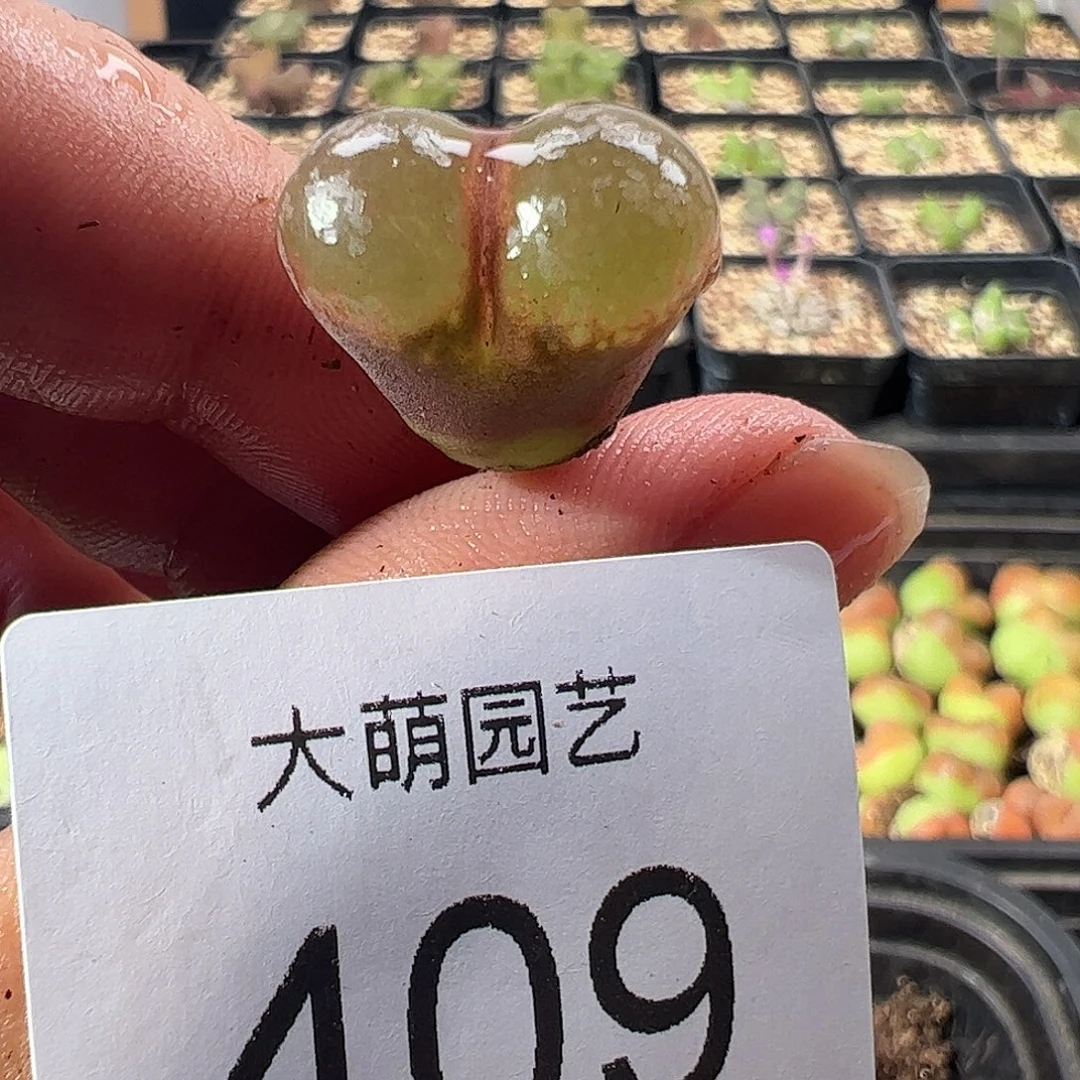 一物一拍。 大萌1号红风铃409