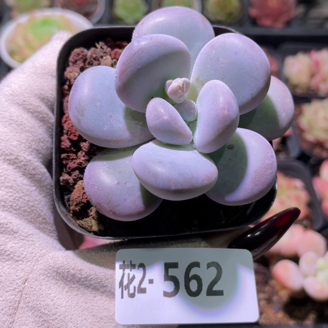 花利美2-562桃蛋单头