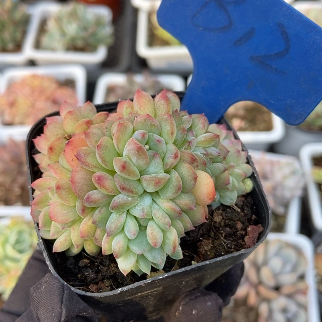 12干冰缀多肉植物保护