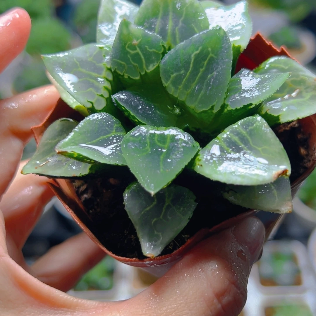 沁影克玉露多肉12