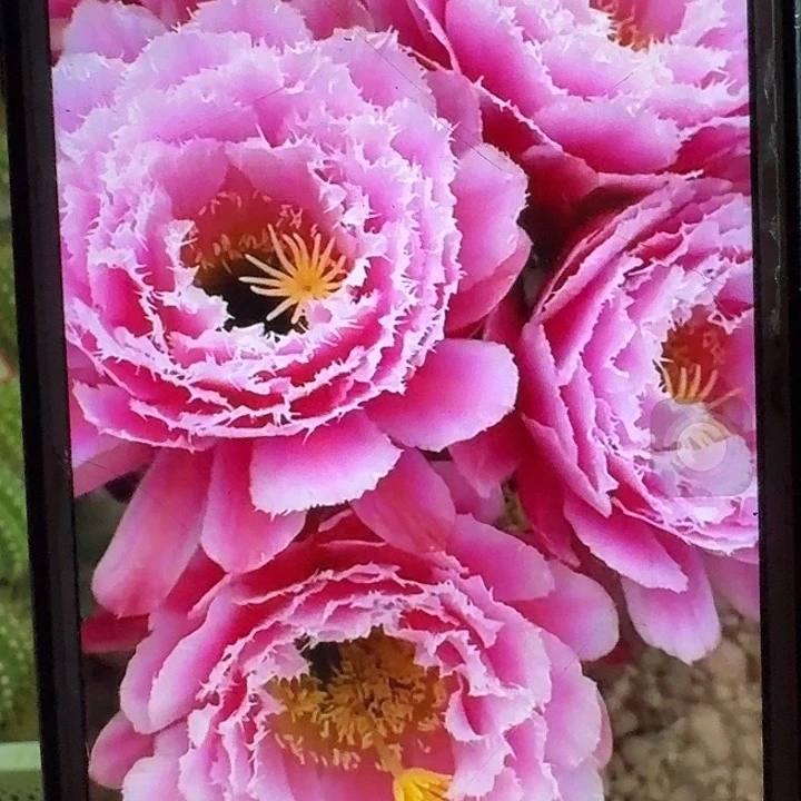 芸儿侧芽5公分毛花柱