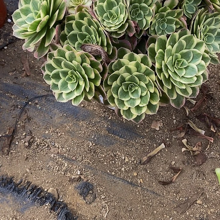 古***酷多肉海王064多肉植物
