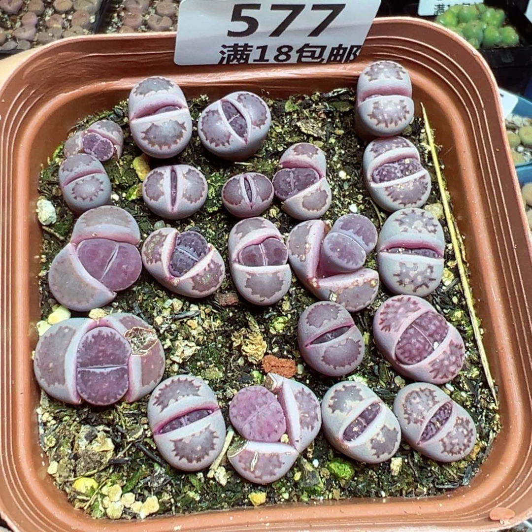 【闪购商品】 577。