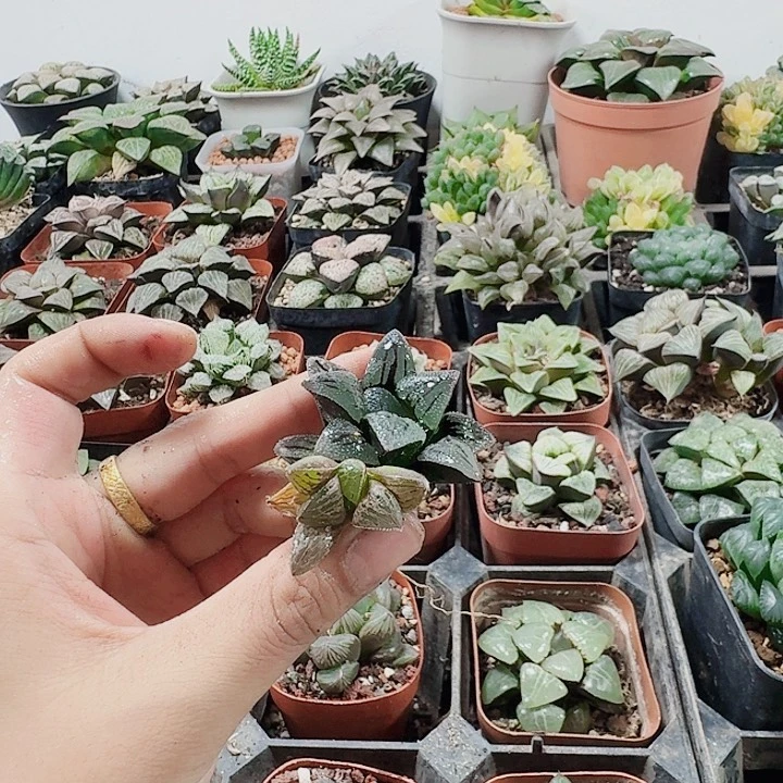 无花朵十二卷实生寿福利2颗