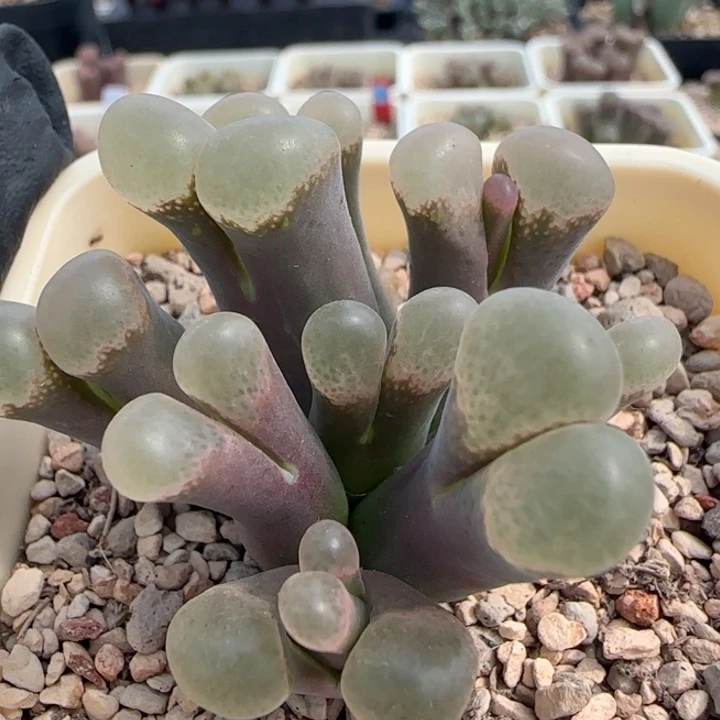 多肉植物紫体白窗75号