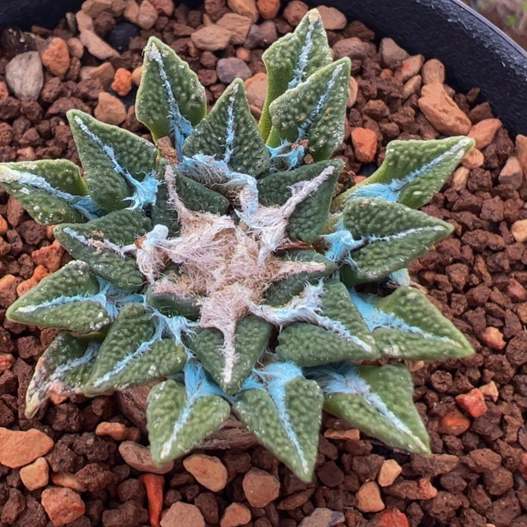 64多肉植物百科黑牡丹